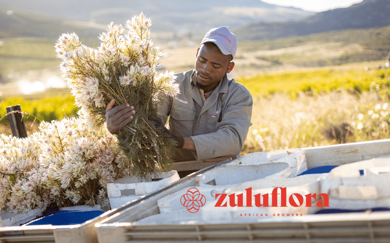 Zuluflora: Een platform met een coöperatieve gedachten