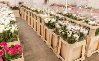 grower-close-up-flowers-stock-fusts