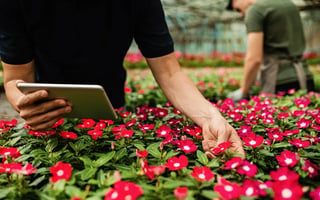 grower-close-up-tablet-guy-checks-flower