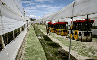 grower-colombia-flower-industry-outdoor
