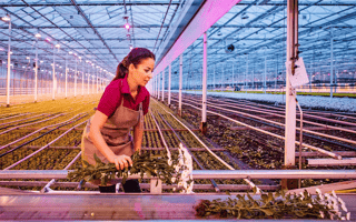 grower-front-view-woman-assembly-line
