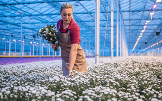 grower-front-view-woman-picking-flowers