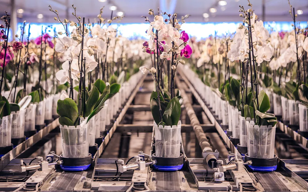 grower-rows-of-orchids-greenhouse
